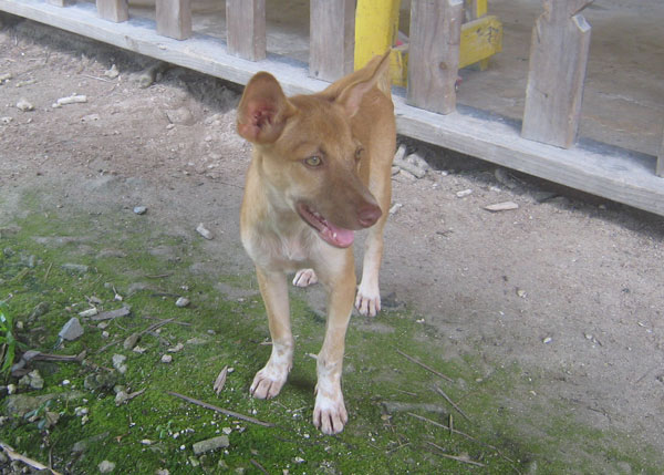 外人顔の犬